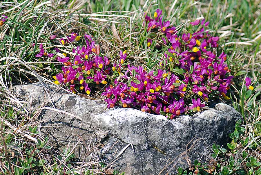 Polygaloides (=Polygala) chamaebuxus / Poligala falso-bosso